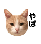 とある愛猫の日常会話スタンプ（個別スタンプ：35）
