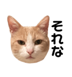 とある愛猫の日常会話スタンプ（個別スタンプ：36）