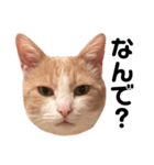 とある愛猫の日常会話スタンプ（個別スタンプ：37）