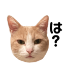とある愛猫の日常会話スタンプ（個別スタンプ：38）