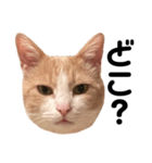 とある愛猫の日常会話スタンプ（個別スタンプ：39）