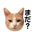 とある愛猫の日常会話スタンプ（個別スタンプ：40）
