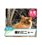 cat/元保護猫スタンプです。（個別スタンプ：1）