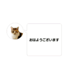 cat/元保護猫スタンプです。（個別スタンプ：15）