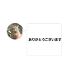 cat/元保護猫スタンプです。（個別スタンプ：16）