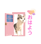 さらねこちゃん（個別スタンプ：2）