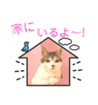 さらねこちゃん（個別スタンプ：5）