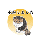 柴犬スティーブch （絵・ shimashima）（個別スタンプ：16）