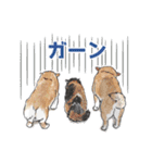 柴犬スティーブch （絵・ shimashima）（個別スタンプ：19）