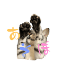 いりこのすたんぷ(ビギナー)（個別スタンプ：2）
