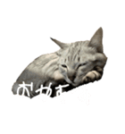 いりこのすたんぷ(ビギナー)（個別スタンプ：4）