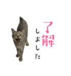 いりこのすたんぷ(ビギナー)（個別スタンプ：6）