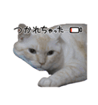 ラブリィねこスタンプ（個別スタンプ：3）