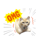ラブリィねこスタンプ（個別スタンプ：6）
