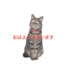 ラブリィねこスタンプ（個別スタンプ：8）