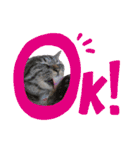 ラブリィねこスタンプ（個別スタンプ：11）