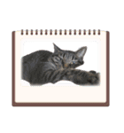 ラブリィねこスタンプ（個別スタンプ：14）