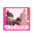 ラブリィねこスタンプ（個別スタンプ：15）