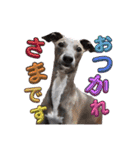 可愛い我が子達のスタンプ！犬様大集合（個別スタンプ：23）