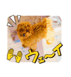 ライオンじゃないよ 子犬のシトロンくん（個別スタンプ：24）