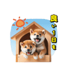 リアル豆柴と犬たちの日常スタンプ（個別スタンプ：8）