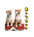 リアル豆柴と犬たちの日常スタンプ（個別スタンプ：10）