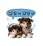 リアル豆柴と犬たちの日常スタンプ（個別スタンプ：39）