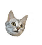 いりこのすたんぷ(ビギナー2)（個別スタンプ：4）