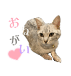 いりこのすたんぷ(ビギナー2)（個別スタンプ：6）