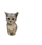 いりこのすたんぷ(ビギナー2)（個別スタンプ：16）