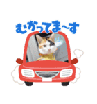 にゃ～んSticker(桜月)（個別スタンプ：12）