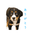 Bernese Rickey（個別スタンプ：1）