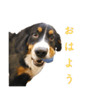 Bernese Rickey（個別スタンプ：5）