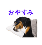 Bernese Rickey（個別スタンプ：6）