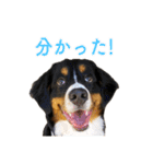 Bernese Rickey（個別スタンプ：9）