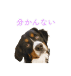 Bernese Rickey（個別スタンプ：10）