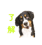 Bernese Rickey（個別スタンプ：11）