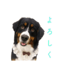 Bernese Rickey（個別スタンプ：12）