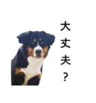 Bernese Rickey（個別スタンプ：14）