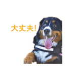 Bernese Rickey（個別スタンプ：15）