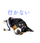 Bernese Rickey（個別スタンプ：19）