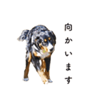 Bernese Rickey（個別スタンプ：21）