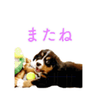 Bernese Rickey（個別スタンプ：26）