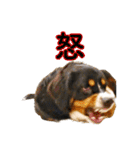 Bernese Rickey（個別スタンプ：28）