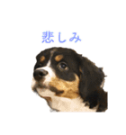 Bernese Rickey（個別スタンプ：30）