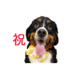 Bernese Rickey（個別スタンプ：33）