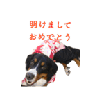 Bernese Rickey（個別スタンプ：35）