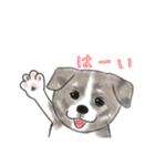 秋田犬、まめ五郎♪イラストバージョン（個別スタンプ：4）