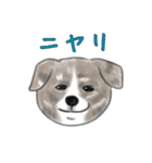 秋田犬、まめ五郎♪イラストバージョン（個別スタンプ：14）