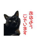 ぐーさまだけじゃない2（個別スタンプ：12）